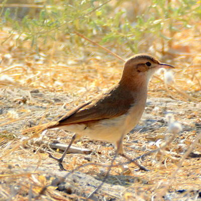 Chilean Mockingbird (2)